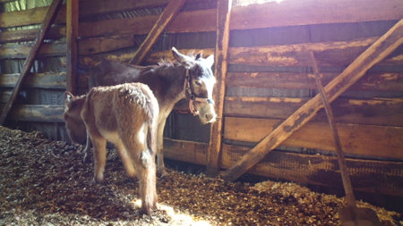 Adult donkey mother with young foal are standing in barn. Mom donkey feeds her foal colt. Donkey foal sucking milk from his mother. Domestic rural animals. Livestock, stock raising, animal breedingの写真素材