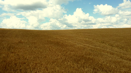 Landscape Wheat field. Aerial drone view. Wheat ears close-up on sunny day. Yellow golden grains spikes of wheat in field. Textured agricultural farming background. Grains of wheat in ear ripen in sunの写真素材