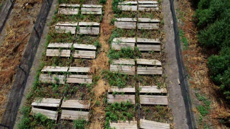 Snail farm. Top view boards on which snails grow on a snail farm outdoors. Flight over snail farming. Growing snails on a farm. Farm for growing edible snails on sunny day. Aerial drone viewの写真素材