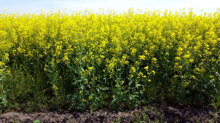 Rapeseed flowers close up. Bright yellow blooming rapeseed growing in agricultural fields. Sown fields rapeseed crop. Blooming canola field. Yellow flower blossom rapeseed canola agriculture fieldの写真素材