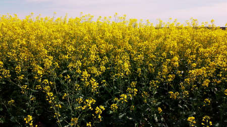 Rapeseed flowers close up. Bright yellow blooming rapeseed growing in agricultural fields. Sown fields rapeseed crop. Blooming canola field. Yellow flower blossom rapeseed canola agriculture fieldの写真素材