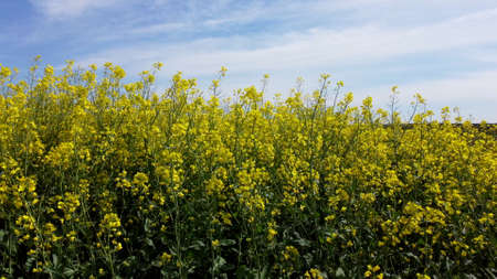 Rapeseed flowers close up. Bright yellow blooming rapeseed growing in agricultural fields. Sown fields rapeseed crop. Blooming canola field. Yellow flower blossom rapeseed canola agriculture fieldの写真素材