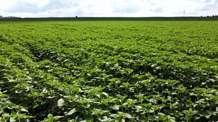 View bright very green young sunflower sprouts on sunny day. Agricultural land on spring summer. Agricultural natural background. Crop fields. Rural landscape sceneryの写真素材