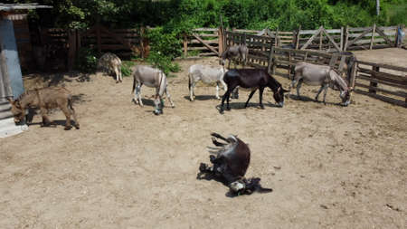 Donkey farm. View donkeys standing and lying, playing, wallowing in sand in corral on donkey farm. Domestic rural animals in village. Herd of livestock and domestic animal grazing in summer paddockの写真素材
