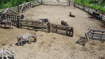 Donkey farm. Aerial drone view flight over many donkeys in corral on donkey farm on sunny day. Domestic rural animals in village. Herd of livestock and domestic animal grazing in paddock in summerの写真素材