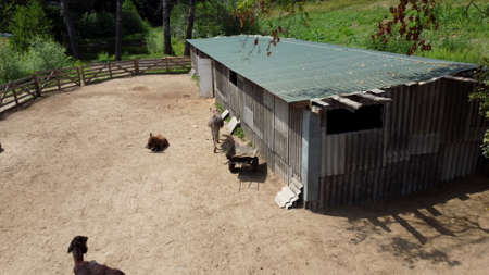 Donkey farm. Aerial drone view flight over many donkeys standing and lying, playing, wallowing in sand in corral on donkey farm. Domestic rural animals in village. Herd of livestock and animal grazingの写真素材