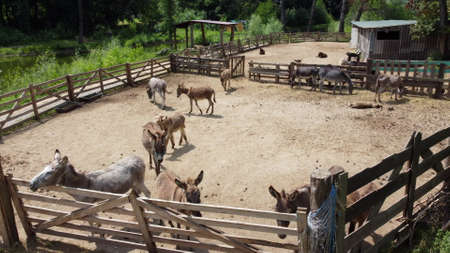 Donkey farm. Aerial drone view flight over many donkeys in corral on donkey farm on sunny day. Domestic rural animals in village. Herd of livestock and domestic animal grazing in paddock in summerの写真素材