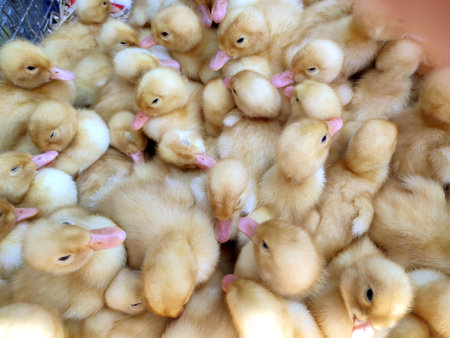 Many little yellow young ducks close-up. Many ducklings top view. Livestock, agribusiness, domestic pet, aviculture breeding, industrial production. Duck farm. Ducks breeding. Agricultural backgroundの写真素材