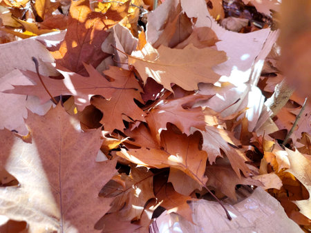 Brown fallen oak leaves with white spots of shining sun close-up. Lot of brown dry oak leaves lies on ground on autumn sunny day. Natural background. Forest woodland nature autumn seasonal backdropの写真素材