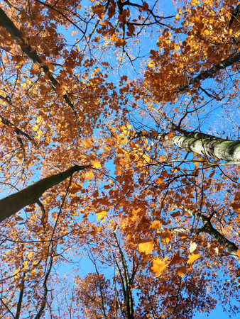 Treetops with red orange brown leaves swaying in the wind on background a clear blue sky on sunny autumn day. Bottom view. Forest woodland nature autumn seasonal backdrop. Beautiful natural backgroundの写真素材