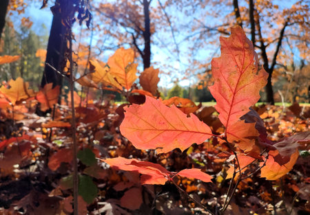 Red oak leaves on background of young oak sprouts with brown leaves, trees and blue sky brightly lit by sun and on sunny autumn day in forest. Backdrop. Natural environment backgroundの写真素材