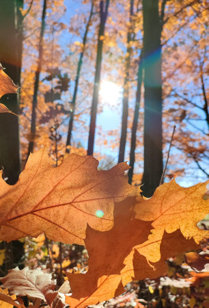Beautiful brown oak leaves in forest on sunny autumn day. Brightly shining sun and blue sky. Large autumn leaves of tree close-up and beams of sun. Autumn season. Natural backgroundの写真素材
