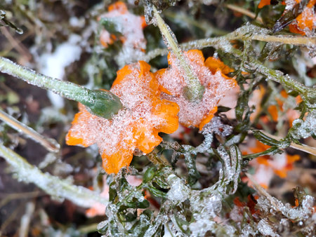Flowers covered snow ice close-up. Bright yellow-orange flowers Chernobrivtsy and grass covered with ice and snow on a winter day. Winter, wintry, cold, ice, icy, frosty frozen. Natural backgroundの写真素材