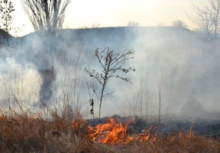 Dry grass burning on field during day close-up. Burning dry grass in field. Flame, fire, smoke, ash, dried grass. Smoking wild fire. Ecological disaster, environment, climate change, ecology pollutionの写真素材