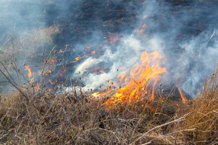Dry grass burning on field during day close-up. Burning dry grass in field. Flame, fire, smoke, ash, dried grass. Smoking wild fire. Ecological disaster, environment, climate change, ecology pollutionの写真素材