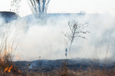 Dry grass burning on field during day close-up. Burning dry grass in field. Flame, fire, smoke, ash, dried grass. Smoking wild fire. Ecological disaster, environment, climate change, ecology pollutionの写真素材