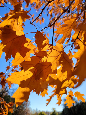 Yellow-brown oak leaves on branch swaying strong in wind on background blue sky close-up. Sun shines brightly through leaves. Natural background. Forest woodland nature season autumn seasonal backdropの写真素材