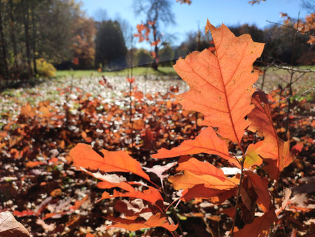 Red orange brown leaves of oak tree brightly lit by the sun in forest on sunny autumn day close up. Forest woodland nature autumn seasonal backdrop. Beautiful natural background. Nature environmentの写真素材