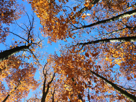 Treetops with red orange brown leaves swaying in the wind on background a clear blue sky on sunny autumn day. Bottom view. Forest woodland nature autumn seasonal backdrop. Beautiful natural backgroundの写真素材