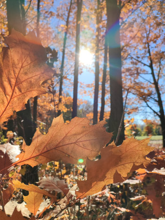 Beautiful brown oak leaves in forest on sunny autumn day. Brightly shining sun and blue sky. Large autumn leaves of tree close-up and beams of sun. Autumn season. Natural backgroundの写真素材