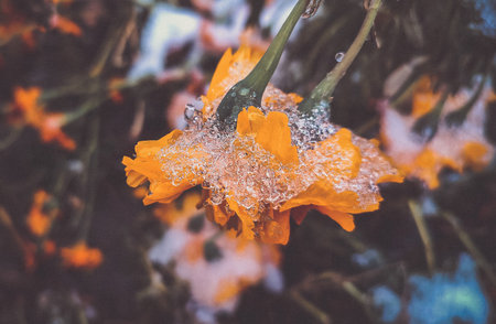 Flowers covered snow ice close-up. Bright yellow-orange flowers Chernobrivtsy and grass covered with ice and snow on a winter day. Winter, wintry, cold, ice, icy, frosty frozen. Natural backgroundの写真素材