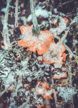 Flowers covered snow ice close-up. Bright yellow-orange flowers Chernobrivtsy and grass covered with ice and snow on a winter day. Winter, wintry, cold, ice, icy, frosty frozen. Natural backgroundの写真素材