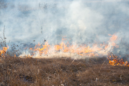 Dry grass burning on field during day close-up. Burning dry grass in field. Flame, fire, smoke, ash, dried grass. Smoking wild fire. Ecological disaster, environment, climate change, ecology pollutionの写真素材