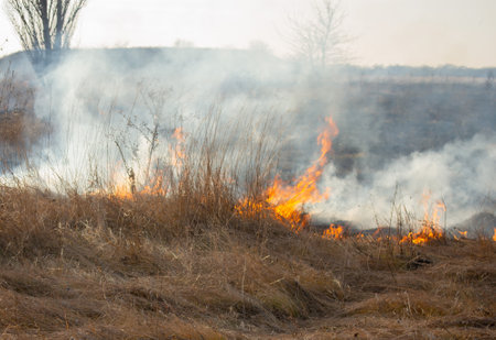 Dry grass burning on field during day close-up. Burning dry grass in field. Flame, fire, smoke, ash, dried grass. Smoking wild fire. Ecological disaster, environment, climate change, ecology pollutionの写真素材