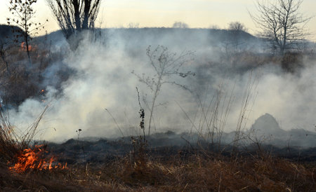 Dry grass burning on field during day close-up. Burning dry grass in field. Flame, fire, smoke, ash, dried grass. Smoking wild fire. Ecological disaster, environment, climate change, ecology pollutionの写真素材