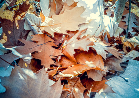 Brown fallen oak leaves with white spots of shining sun close-up. Lot of brown dry oak leaves lies on ground on autumn sunny day. Natural background. Forest woodland nature autumn seasonal backdropの写真素材
