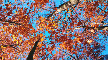 Treetops with red orange brown leaves swaying in the wind on background a clear blue sky on sunny autumn day. Bottom view. Forest woodland nature autumn seasonal backdrop. Beautiful natural backgroundの写真素材