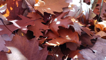 Brown fallen oak leaves with white spots of shining sun close-up. Lot of brown dry oak leaves lies on ground on autumn sunny day. Natural background. Forest woodland nature autumn seasonal backdropの写真素材