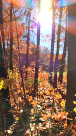 View of forest on sunny windy day in autumn. Brown leaves on trees bushes, grass swaying in wind against clear blue sky with bright sun,sunbeams in autumn. Blurred natural background.の写真素材