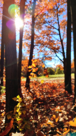 View of forest glade on sunny windy day in autumn. Red brown leaves on trees bushes, grass swaying in wind against clear blue sky with bright sun in autumn. Beautiful natural backgroundの写真素材