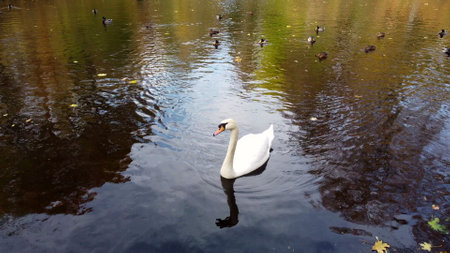 Beautiful view of white swan bird and ducks floating on lake with fallen leaves on autumn day. Large birds swimming on surface of pond in autumn. Feathered in wild nature. Natural backgroundの写真素材