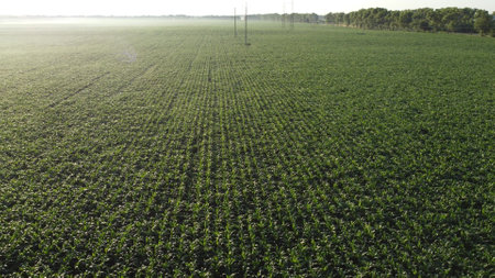 Cornfield. Field corn. Field of young corn sprouts on early summer morning. Aerial drone view. Agricultural agrarian fields of industrial cultivation corn. Farmland. Rural countryside landscape.Glareの写真素材