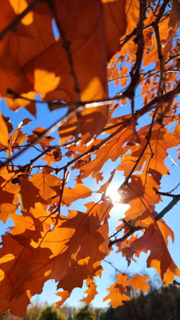 Yellow-brown oak leaves on branch swaying strong in wind on background blue sky close-up. Sun shines brightly through leaves. Natural background. Forest nature season autumn backdrop.の写真素材