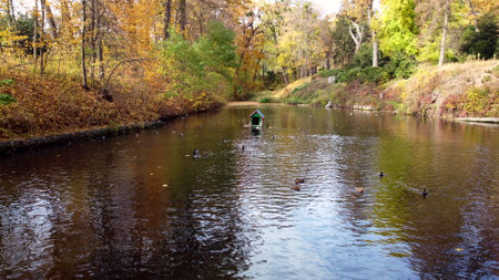 Water surface of lake with swimming ducks in park with trees with yellow falling leaves on sunny autumn day. Many feathered birds ducks. Landscape park. Autumn scenery. Natural backgroundの写真素材