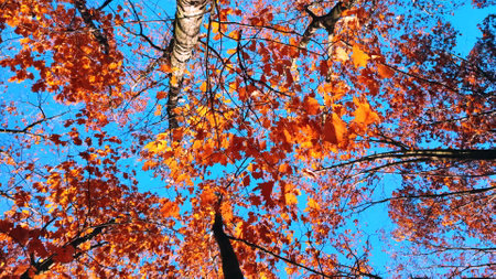Treetops with red orange brown leaves swaying in the wind on background a clear blue sky on sunny autumn day. Bottom view. Forest woodland nature autumn seasonal backdrop. Beautiful natural backgroundの写真素材
