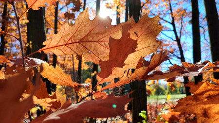 Beautiful red-brown oak leaves sway in wind in forest on sunny autumn day. Brightly shining sun and blue sky. Large autumn leaves of tree close-up and beams of sun. Autumn season. Natural backgroundの写真素材