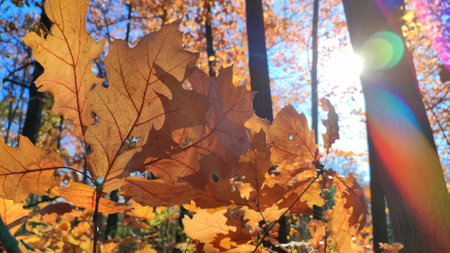 Beautiful rbrown oak leaves sway in wind in forest on sunny autumn day. Brightly shining sun and blue sky. Large autumn leaves of tree close-up. Autumn season. Natural backgroundの写真素材