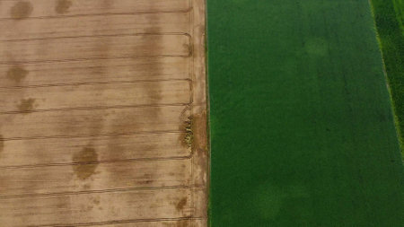Agricultural fields. Yellow and green agricultural fields with ripe wheat and other different agricultural crops. Aerial drone view. Harvesting agrarian land. Growing cultivation agricultural crops.の写真素材
