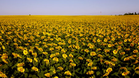 Field of blooming sunflowers in summer sunlight morning. Flying over bright yellow flowers of blooming sunflower. Agro-industrial agricultural sunflower cultivation fieldの写真素材