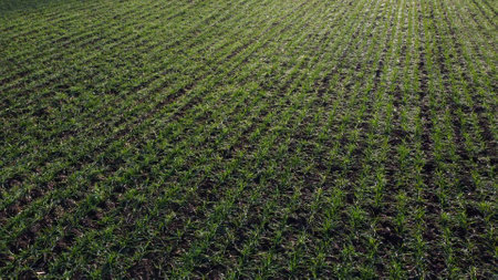 Green field with young green small sprouts of cereal crops on sunny spring autumn day. Flying over agricultural field with green plants. Agro industrial landscape. Agrarian farm sceneryの写真素材