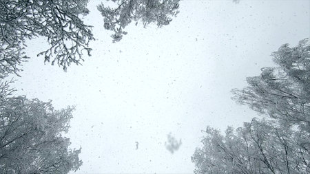 Falling snow above. Snowfall. Snow falls in flakes vertically above against sky, snow-covered treetops on winter day. Lot of snow falls above. Winter seasonal background. Snowy backdrop. Slow motionの写真素材