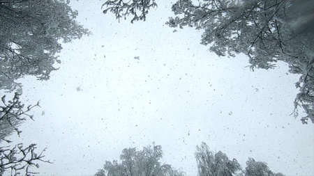 Falling snow from above. Snowfall. Snow falls in flakes vertically from above against sky, snow-covered treetops on winter day. Lot of snow falls from above. Winter seasonal background. Snowy backdropの写真素材