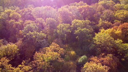 Landscape of treetops with yellow leaves on sunny autumn day. Flying over trees and people walking...
