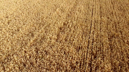 Wheat field. Field ears spikes of ripe wheat. Golden ripened wheat grains. Wheat grain harvest. Agricultural agrarian field. Harvesting land. Growing cultivation agricultural crops. Aerial drone viewの写真素材