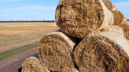 Many bales of straw in the field. Many bales rolls of wheat straw stacked together in field after...