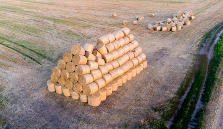 Many bales of compressed dry wheat straw, twisted into round rolls, on field on autumn summer...